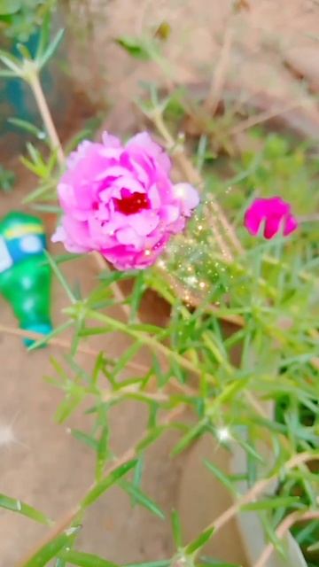 flower short|short video song #shorts#shortviral #udit_narayan_song #hindistatus#status_video смотреть онлайн