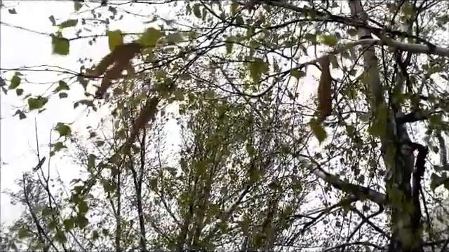 Береза цветет и распускаются листья Birch blossoms and leaves bloom 白樺の花と葉が咲く 桦树的花朵和叶子绽放 자작 나무 꽃과 잎 смотреть онлайн