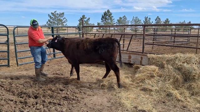 "Paprika" Full Blood Black Wagyu Heifer, Antelope Creek Wagyu KITAGUNI2PAPRIKA, YODF22T209K смотреть онлайн