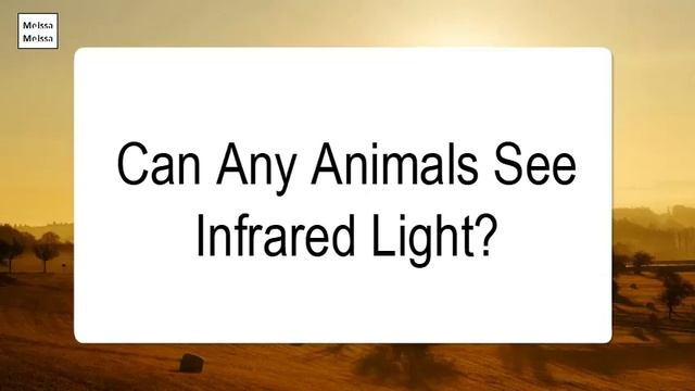 Can Any Animals See Infrared Light смотреть онлайн