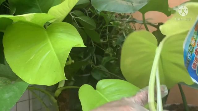 HOW TO Cut And Propagate GIANT  Neon Pothos.