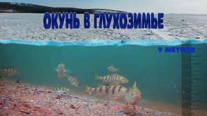 Ловля окуня в глухозимье с одной точки. Наблюдаем за поведением рыбы