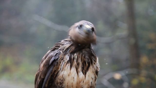 Великая птица Мокрый ястреб