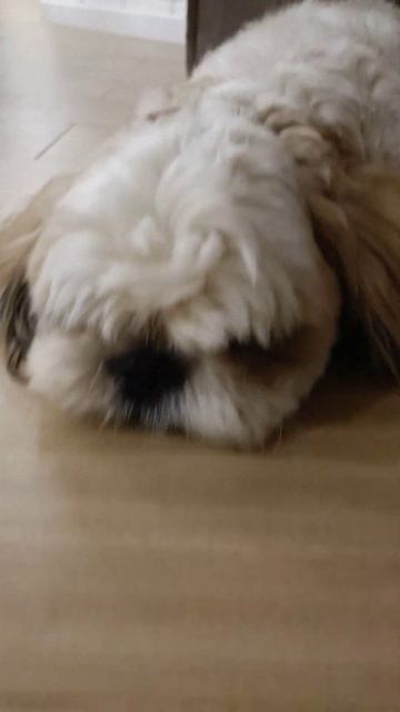 good night to all friends! pleasant dreams! смотреть онлайн