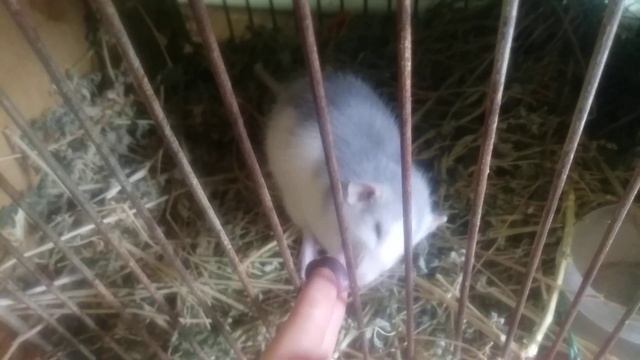 Вскармливаю зародыша мыши моей крысе смотреть онлайн