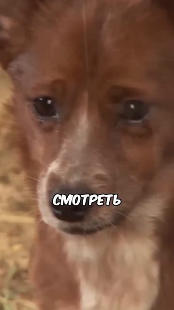 😭Корову Отделили от Собаки, Которую Она Вырастила🐮💔🐶 смотреть онлайн
