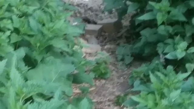 Лисы в деревне рядом с домом! смотреть онлайн