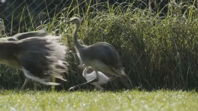 Top 10 Largest Living Birds In The World | Largest Birds смотреть онлайн