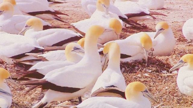 Живая природа :) смотреть онлайн