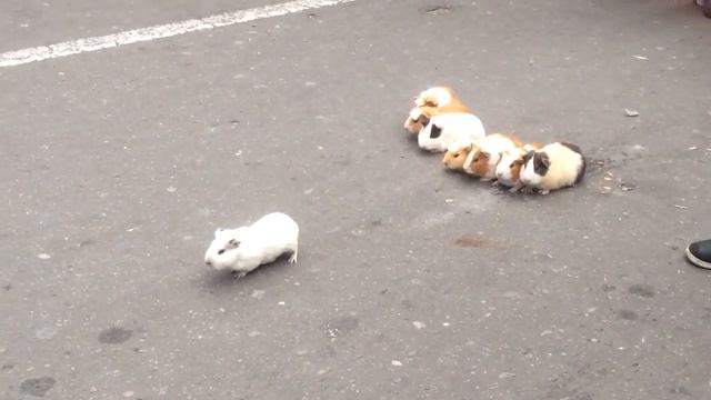 Специально тренированные морские свинки! Толпа! смотреть онлайн