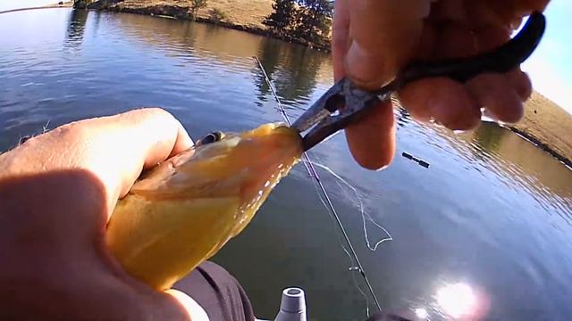 Stalking bull bluegills with my Garmin echoMAP 53dv CHIRP смотреть онлайн
