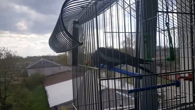 Пение кореллы 2 смотреть онлайн