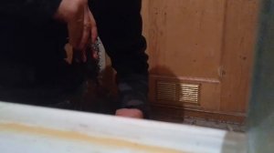 Чистка зоба у курицы.