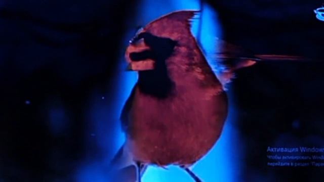 сильнейшая и красивейшая христианская авторская песня 👑💖 Царица Любовь 👑💖 смотреть онлайн