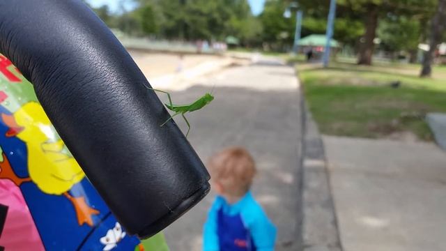 Маленький ручной Богомол смотреть онлайн