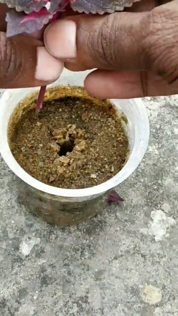 Coleus propagation in sand #shorts смотреть онлайн