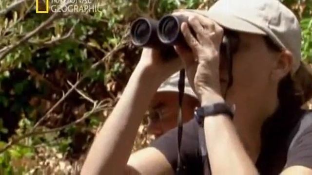 Первые кадры о том,  как охотятся шимпанзе.