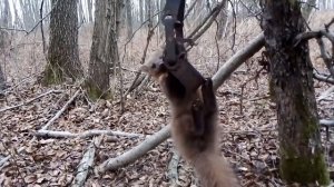 проверка капканов на куницу. поход №3 .