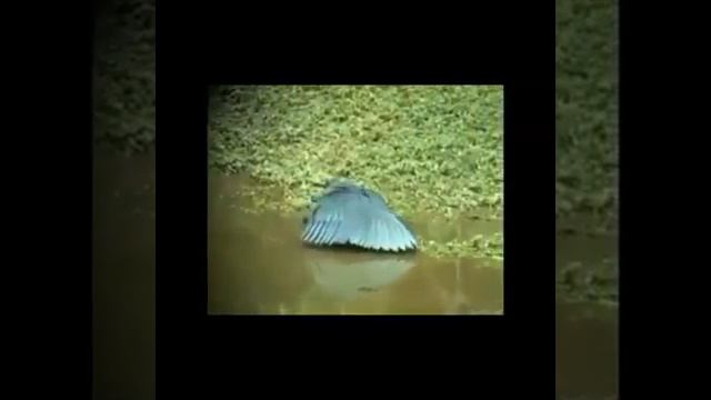 Жаратуучу жалгыз Аллах смотреть онлайн