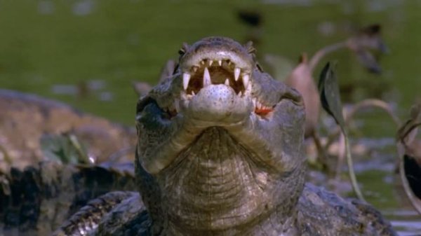 YAĞMUR ORMANLARI'NIN SAHİBİ: DEVASA ANAKONDALAR! | TÜRKÇE DUBLAJ | 4K HAYVAN BELGESELİ