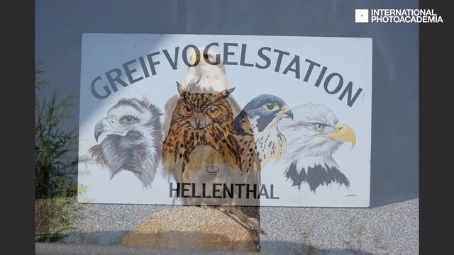 Photokina 2010 он-лайн - Соколиная фотоохота