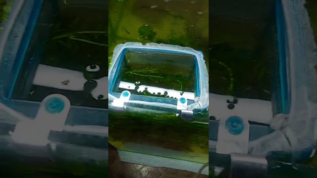 30 сентября 2020 начался нерест,всей живородка