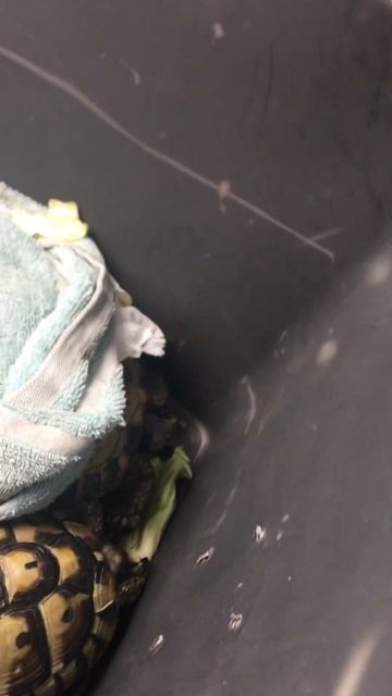 Grace is NOT okay with this car ride. | Turtle Tokk #turtle #turtles #boxturtle #funnypets смотреть онлайн