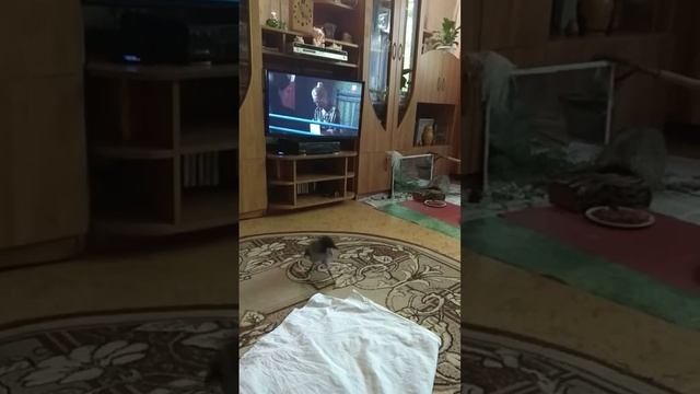 Подобрали воронёнка. смотреть онлайн