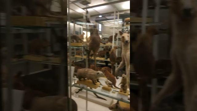 Зоологический музей смотреть онлайн
