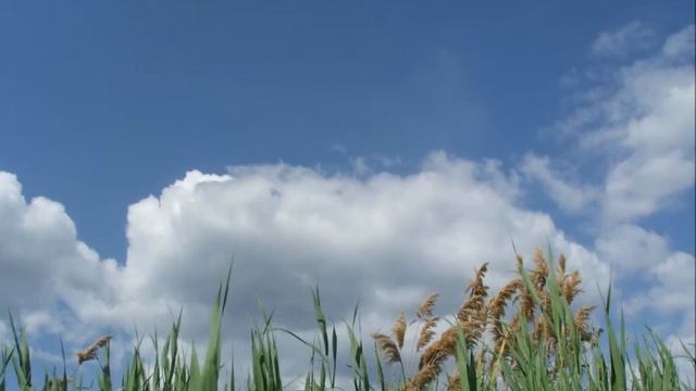 Всё иллюзии,красота настоящая.wmv смотреть онлайн