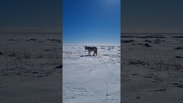 Дикие лошади у Белого Моря смотреть онлайн