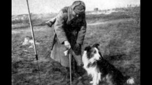 Песня военных собак