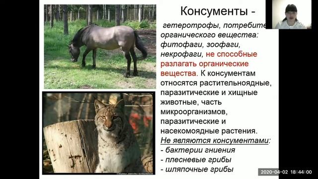 Урок компоненты экосистемы 5 класс смотреть онлайн