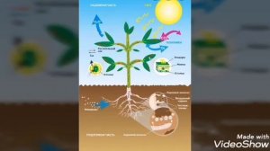 Биология 6 класс взаимосвязь растений