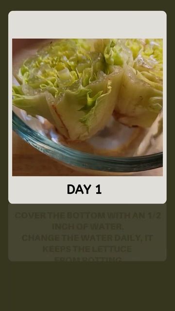 Re-Growing lettuce from scraps #shorts смотреть онлайн