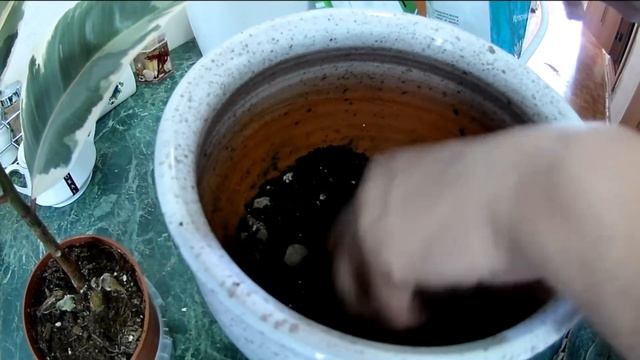 Пересадка фикуса каучуконосного видео | Делаем обрезку фикуса каучуконосного смотреть онлайн
