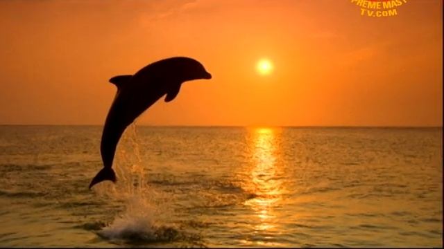 Dr. Lori Marino: The Magnificent Minds of Dolphins смотреть онлайн
