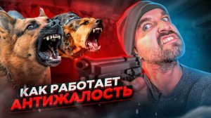 Угомонил злых собак специальной техникой  АНТИЖАЛОСТЬ