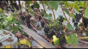 Каберне Кортис