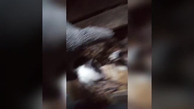 Господь нам дал друзей меньших! смотреть онлайн