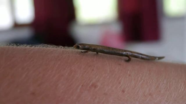 Salamander attempting to walk across my arm in the Amazon! :) смотреть онлайн