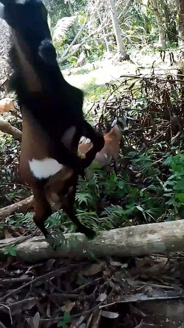 #goats#enjoylife #beautiful #province #youtubeshorts смотреть онлайн