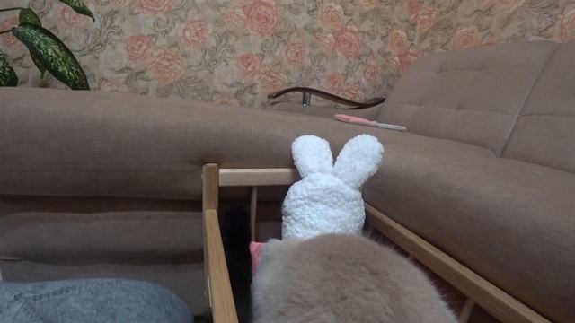 Котика Кевина словно на утренник нарядили смотреть онлайн