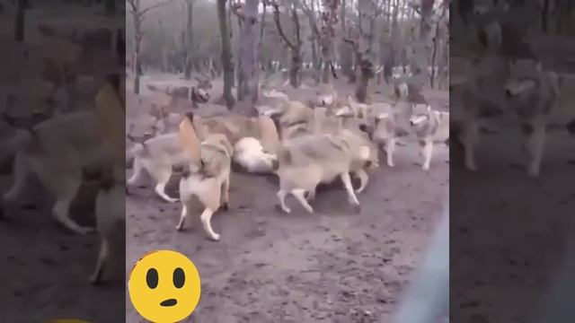 Стая волгла нападает на волка пытаясь загрызть смотреть онлайн