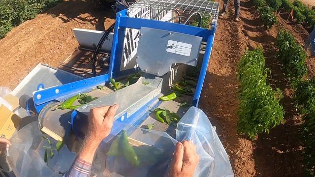 Chile Harvester 4 смотреть онлайн
