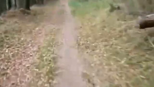 Утренняя пробежка по лесу смотреть онлайн