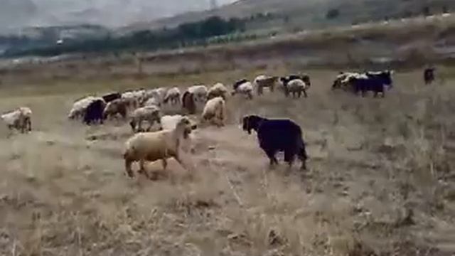 Сев у спитак,.mp4 смотреть онлайн