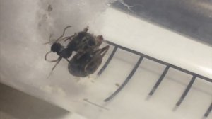 Подселение рабочих муравьев к матке Lasius niger через заморозку и утопление