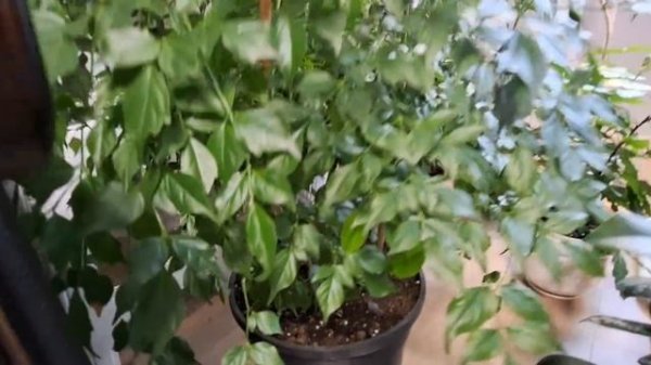 Комнатные растения у меня дома.