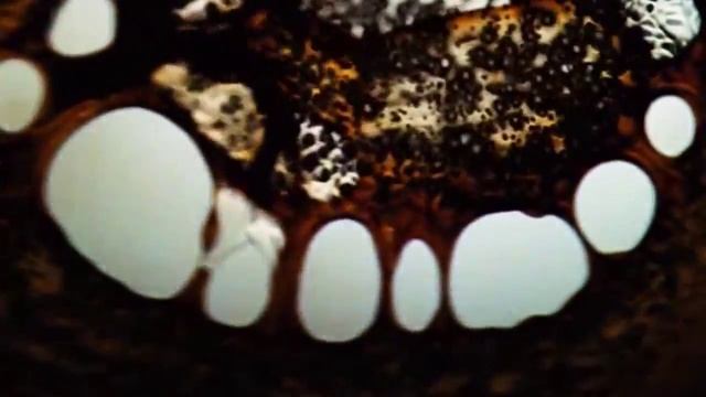 РГРТУ 1 сентября 2012 смотреть онлайн